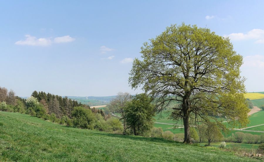 Blick vom Naturschutzgebiet Happenberg-Krauseberg-Dunetal auf die Schwaneyer Landschaft. ©Kreisumweltamt, Susanne Pöhler